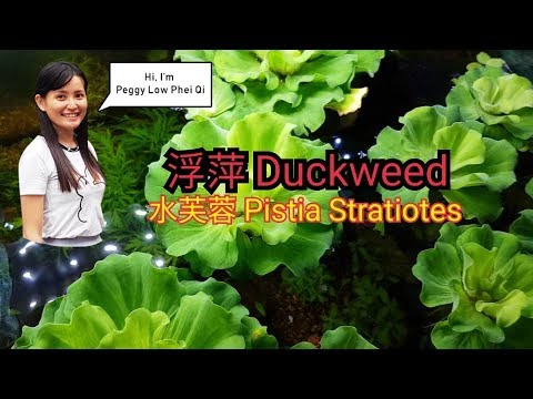 水藴草淨化水質
