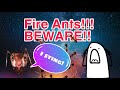 Fire Ants! Beware! Don't Try This At Home😳😱 #fireants #shorts #dangerous #nature