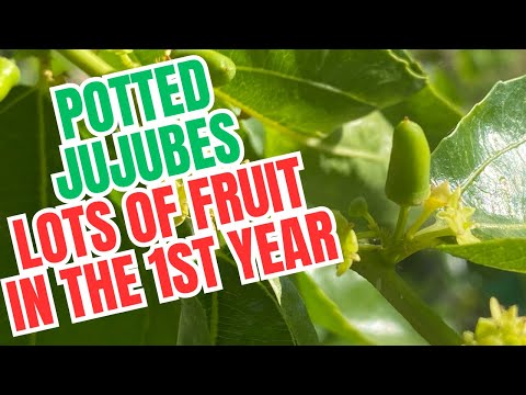 Growing jujubes: easy and productive!