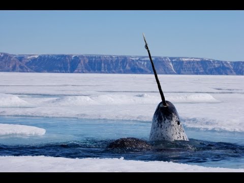 Focus on Species: Narwhal (Monodon monoceros)