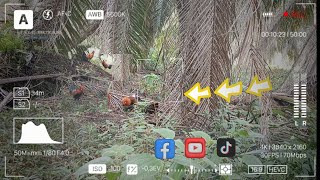 Download lagu moment, mikat ayam hutan dbawah pohon sawit mp3 Download lagu moment, mikat ayam hutan dbawah pohon sawit mp3