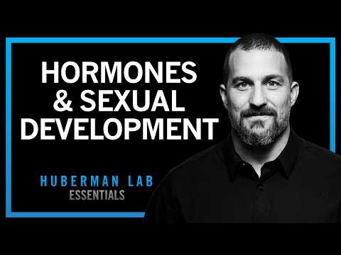 สรุป: ฮอร์โมนกำหนดพัฒนาการทางเพศอย่างไร | Huberman Lab Essentials
