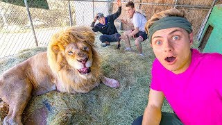 LAST TO LEAVE LION CAGE WINS $100,000