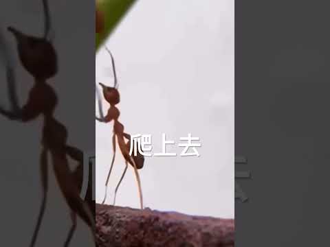 生命會找到出路 #生活 #短片 #配音