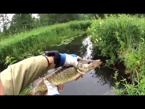 Forellipüük 2015 - 2 osa