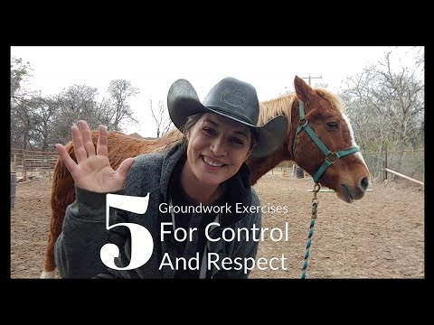 5 basic Groundwork Exercises for Respect and Control of the entire horse