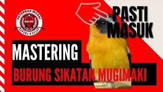 Download lagu burung Sikatan Mugimaki gacor Robin Flycatcher | Suara Air Alam Hutan | Masteran Burung mp3