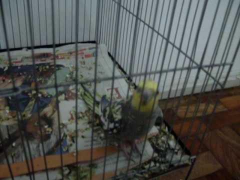 Eurico mandando no hino