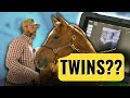 My Horse Is Pregnant With Twins Now What Breeding Season Vlog