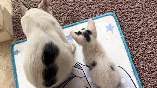 This kitten is a copy of its father ! || cute kitten 😻|| Cats story✨