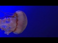 The Jellyfish