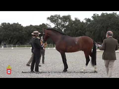 210201 1 Notavel do Lagar - Aprovação de Garanhões