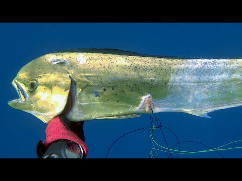 Hawaii Spearfishing Oahu Catch and Cook Mahimahi Tacos Plus missed Ahi Tuna