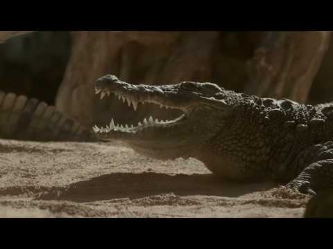 Descubrir que un cocodrilo tiene 68 dientes en Bioparc Fuengirola