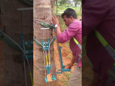 Coconut Tree Climber