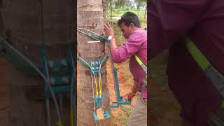 Coconut tree climber/8248400906