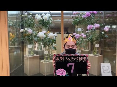 シャクヤクについて詳しく解説