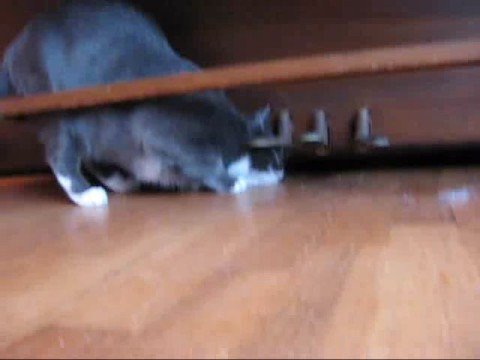 Greybaby finds something under the piano