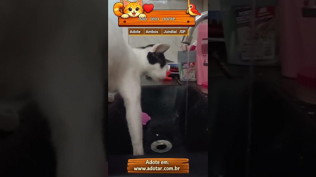 Gato raça Siamês idade 1 ano nome nao tem nome