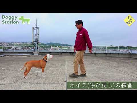 download lagu mp3 mp4 犬 服従, download lagu 犬 服従 gratis, unduh video klip Download 犬 服従 Mp3 dan Mp4 Popular Gratis