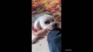 Video preview image #1 Maltese Puppy For Sale in Seattle, WA, USA