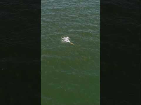 Casting to 1000’s of Hungry Fish