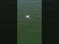 Casting To 1000 S Of Hungry Fish