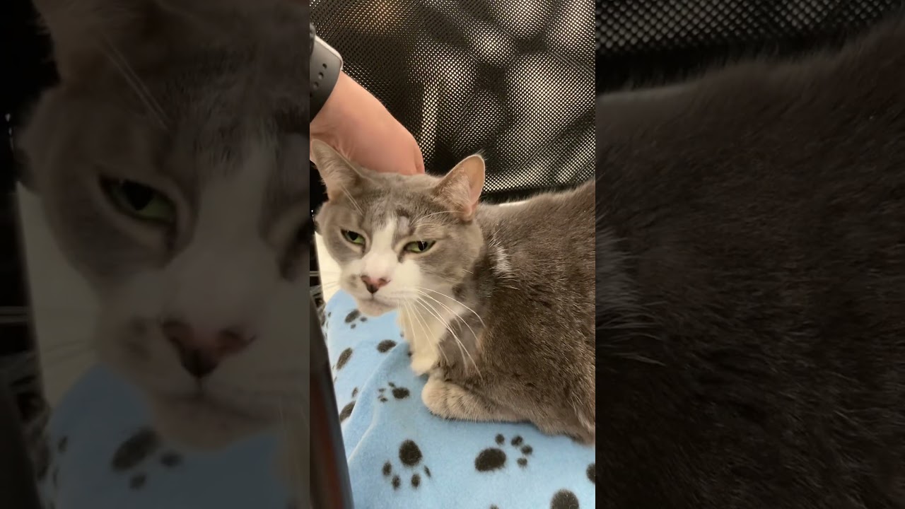 Enlarge Feisty, a Adoptable mixed breed in Philadelphia, PA video 6/6