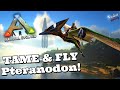 ARK | EASY steps to Tame and Fly the Pteranodon + TIPS! @Vedui42 ✔️