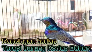 Download lagu Kolibri kelapa | mkolibri manggar | wiceh | pancingan korlap / terapi burung korlap malas bunyi mp3 Download lagu Kolibri kelapa | mkolibri manggar | wiceh | pancingan korlap / terapi burung korlap malas bunyi mp3