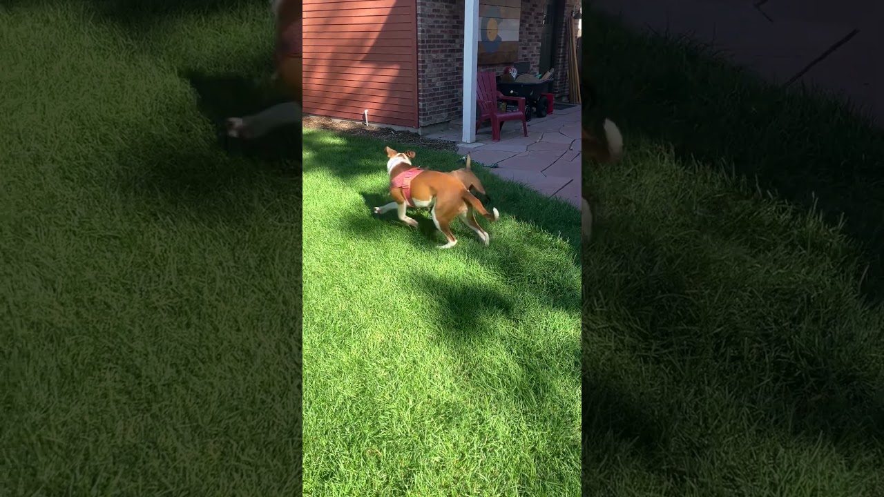 Enlarge Nona, a Adoptable mixed breed in Evergreen, CO video 6/6