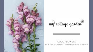Cool Flowers oder Robuste Einjährige - was Du zur Aussaat wissen musst