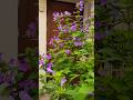 Beautiful December flowers #youtubeshorts #shortsfeed #gardening #nature