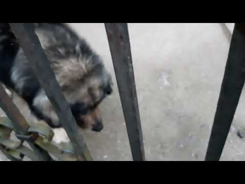 Siberian husky vs sarplaninac vs caucasian sheperd