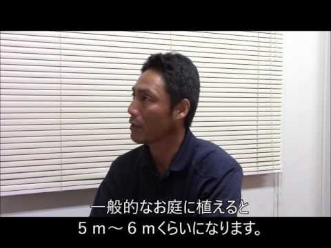 キョウチクトウの開花を引き起こす方法 ヒント メンテナンス 肥料 剪定