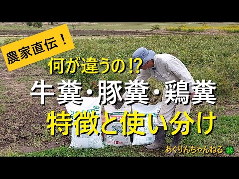鶏糞を肥料として使用する: 庭の自然の驚異 + ビデオチュートリアル  庭園