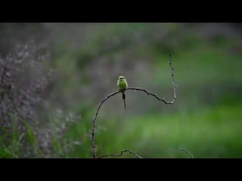 Green Bee-Eater