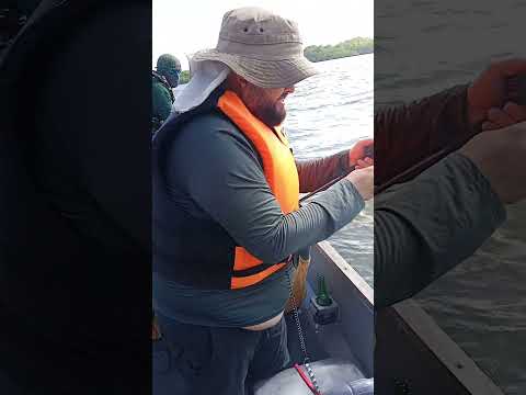 Pescada amarela. Primeira Cruz - MA #pesca #pescaria #pescador #pescaesportiva #pescadores