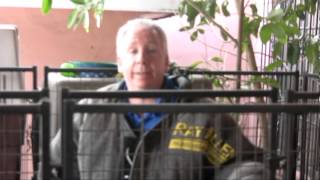 Severely Agressive Dog on Death Row meets The Miami Dog Whisperer!