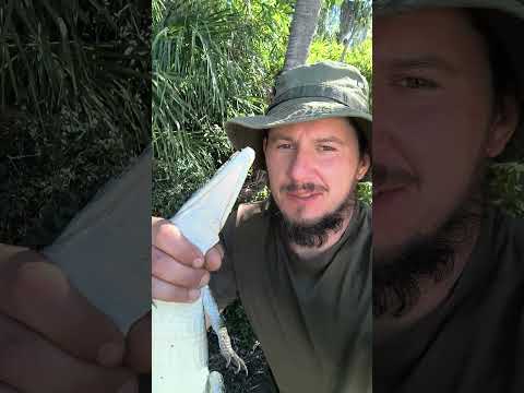 KROKODYL SŁONOWODNY 3.5 ROKU AUSTRALIA. #nature #australia #wildlife #crocodile #animals #animal