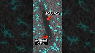 Immune cells responding to a scratch in epidermis #immunity #microscope #science #microbiology