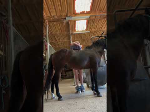 Good horse 🥰❤️ #horse #horses #horseriding #horsevideo #horseracing #horserider #funny