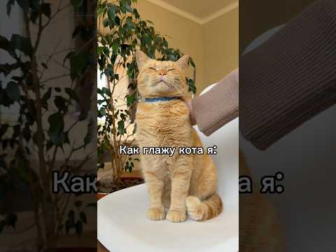 Подпишись на котика  🥹 #рыжийкот