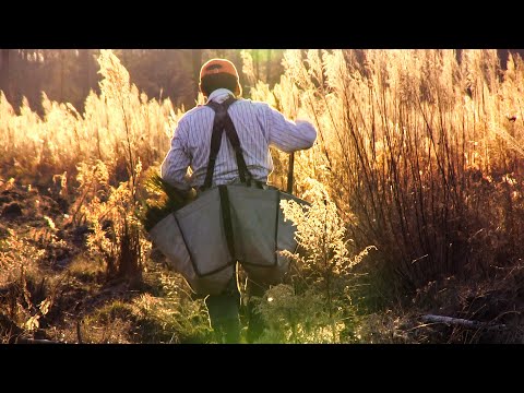 A Thousand Pines | Official Trailer | Independent Lens | PBS
