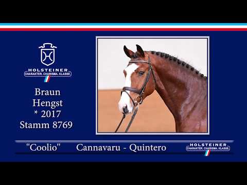 Holsteiner Frühjahrsauktion 2020 - Nr. 05 Coolio v. Cannavaru - Quintero