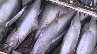 Download lagu Promoting Sustainability - Tuna Fisheries of Mabul Island mp3 Download lagu Promoting Sustainability - Tuna Fisheries of Mabul Island mp3