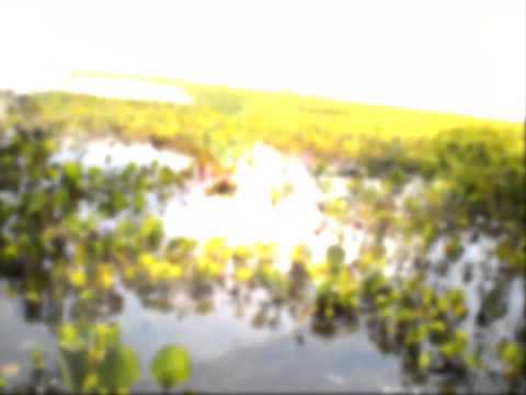 Jesús Sevillano - Apure en un Viaje