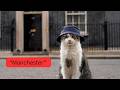 Larry The Downing Street Cat Manchester