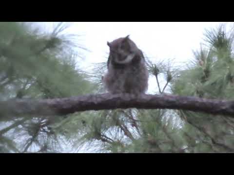 great horned owl pair duet