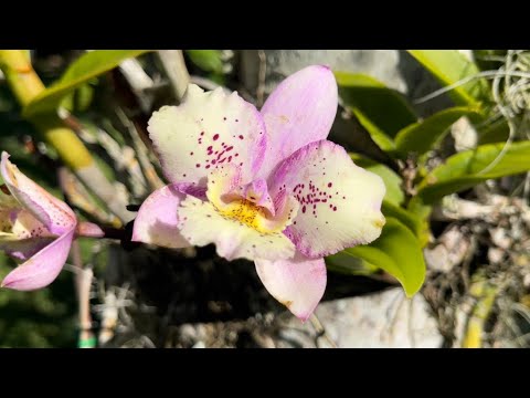 Orchid Garden Update, Small Orchid Haul, 1st Morning Walk With My Tiny Companion 👶🏼🍼Oct. 25, 2022